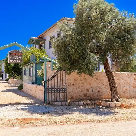 Ozy - Lacitrus Villa&hotel *